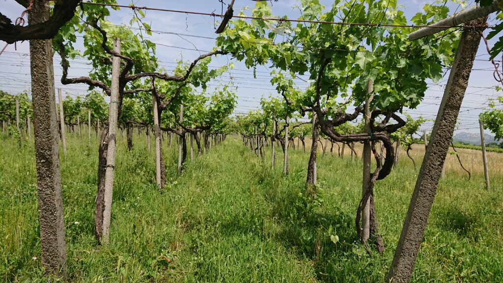 Giacobbe - vigne inerbite