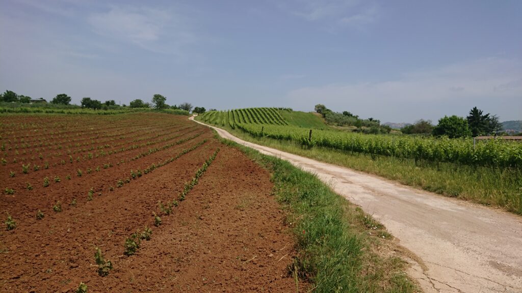 Giacobbe - il confine tra i due terroir